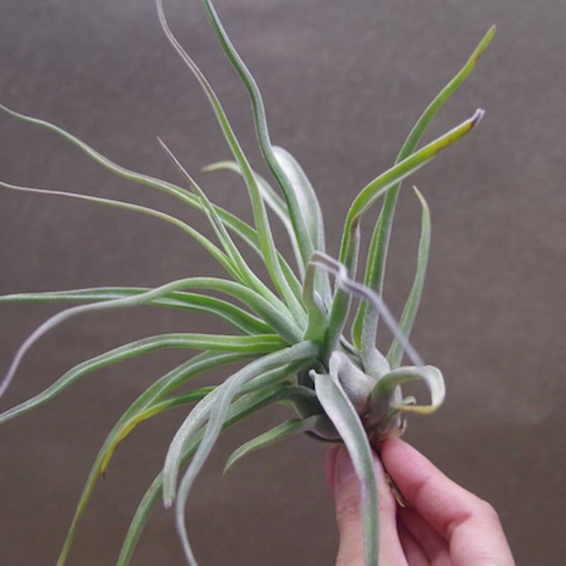 チランジア (ストレプトフィラ × セレリアナ) × ショータイム ストレプトフィラ × セレリアナ） × ショータイム 05号 | air-plants TE