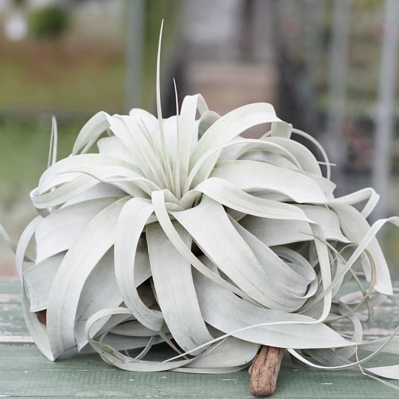 キセログラフィカ 薄ピンク (くるくるロングリーフ)　特大 スタッフ特選】キセログラフィカ ロングリーフ A号 | air-plants TENGU-DO