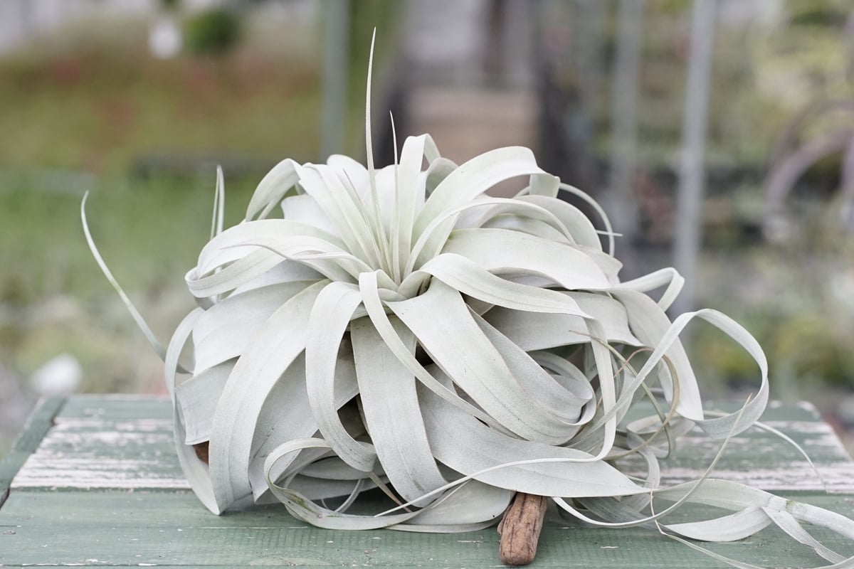 スタッフ特選】キセログラフィカ ロングリーフ A号 | air-plants TENGU-DO