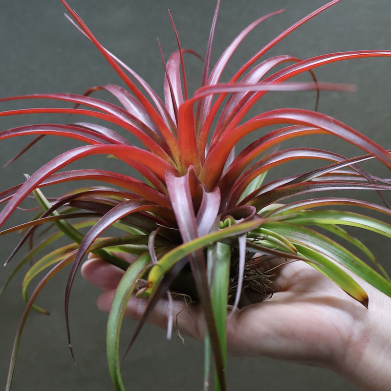 ブラキカウロス ジャイアントレッド 02号 | air-plants TENGU-DO