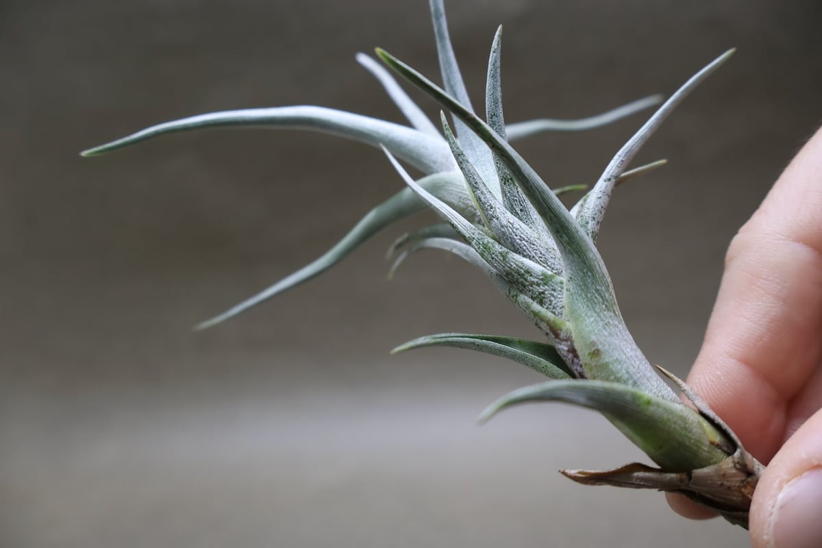 tkshrjk 速達 チランジア ミスティックシリーズ 6種セット チランジア