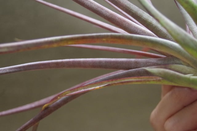 カピタータ マロン Sサイズ08号 | air-plants TENGU-DO