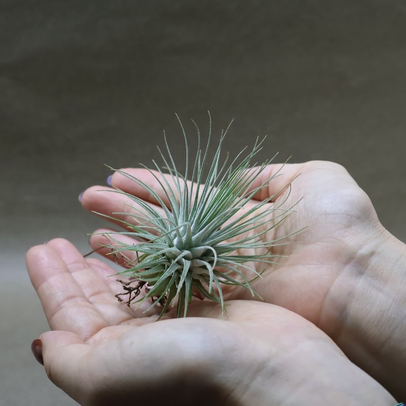 フックシー フックシー 18号 | air-plants TENGU-DO