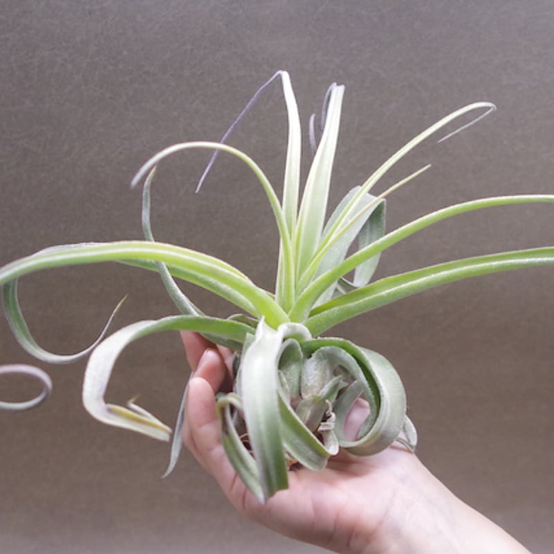 パチャラスノーフレーク 01号 | air-plants TENGU-DO