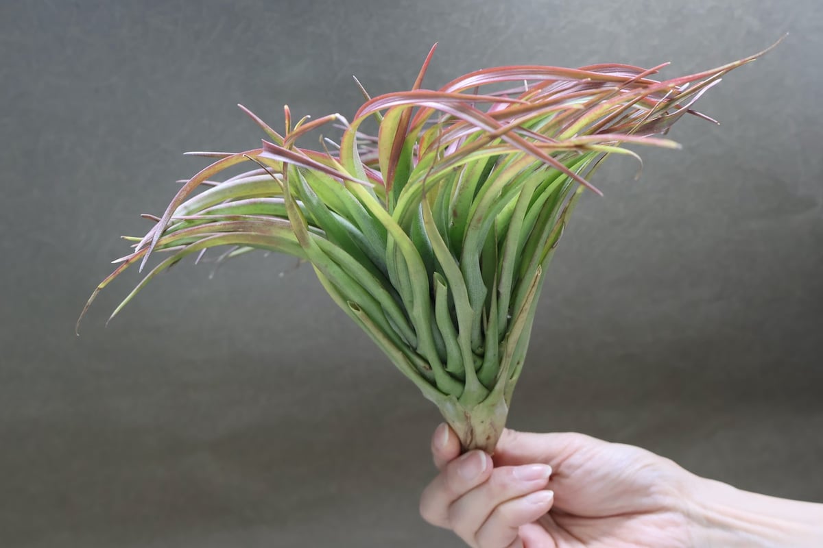 ブラキカウロス タイフーン 06号 | air-plants TENGU-DO