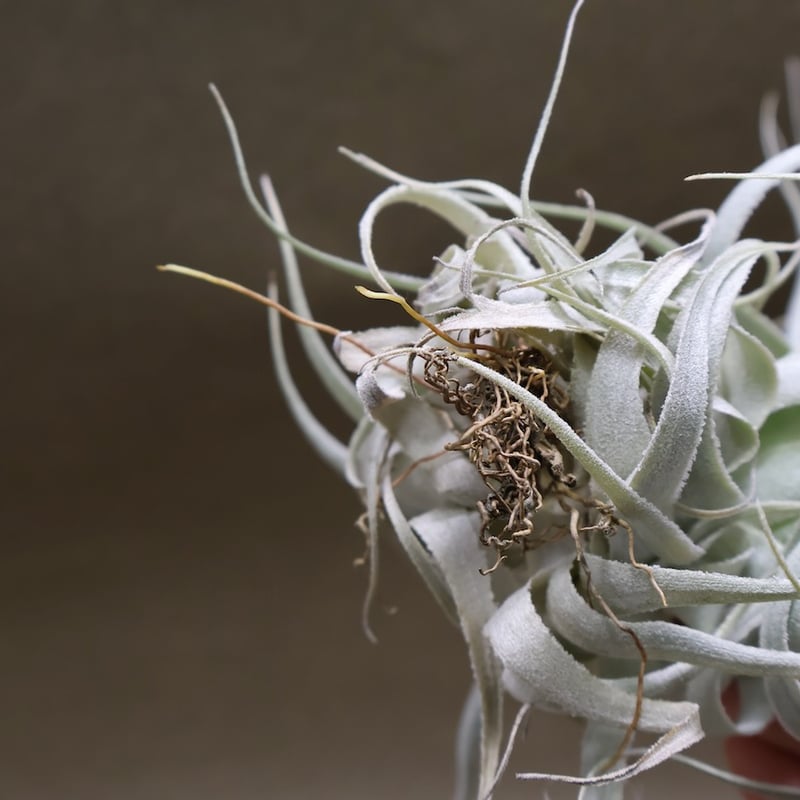 チャペウエンシス チュリフォルミス 02号 | air-plants TENGU-DO