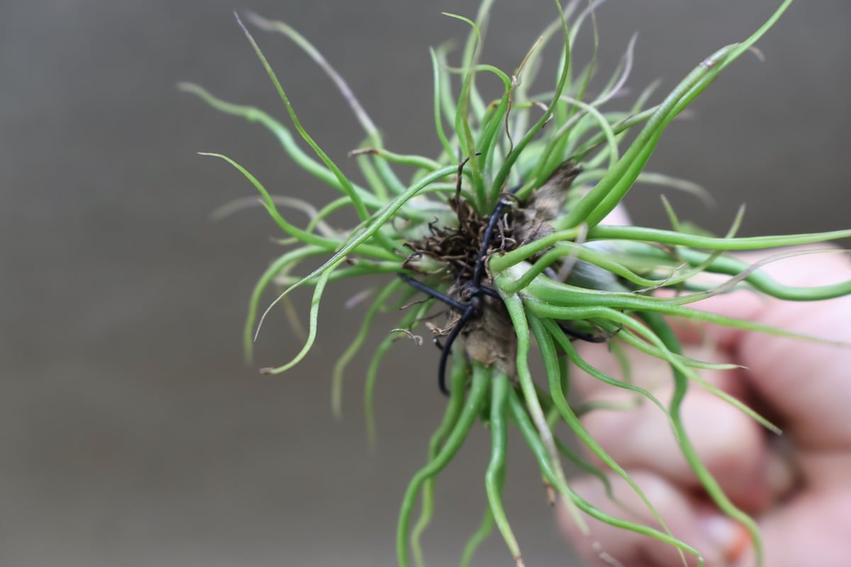 ブルボーサ ミニブラジル クランプ 07号 | air-plants TENGU-DO
