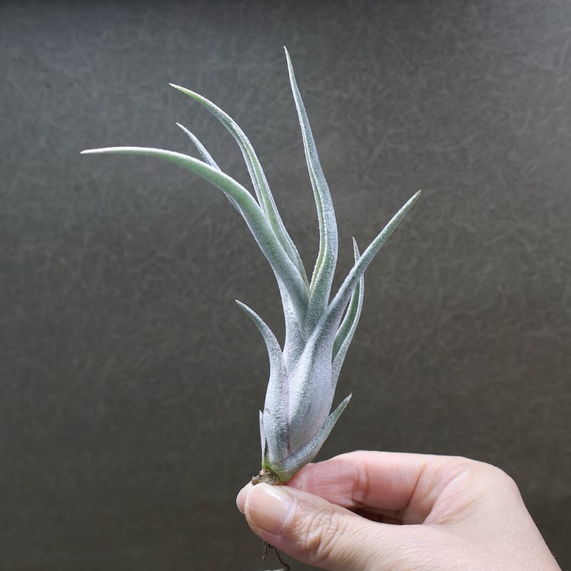 クラーケン 06号 | air-plants TENGU-DO