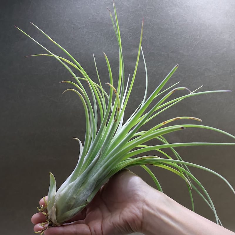 ミラージュ（ロンボイデア×イオナンタ）04号 | air-plants TENGU-DO