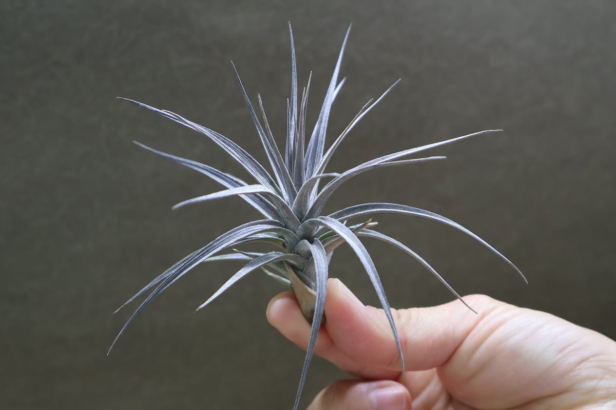 アエラントス ミニパープル 11号 | air-plants TENGU-DO