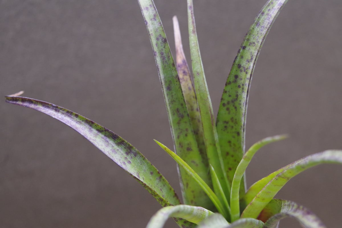 フレクスオーサ ツイスティッドフォーム 28号 | air-plants TENGU-DO