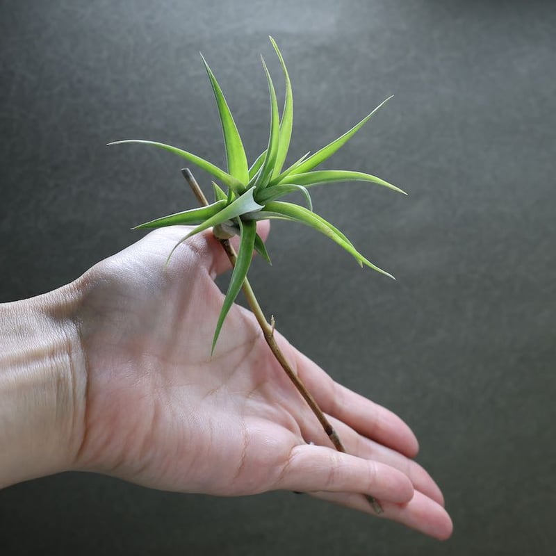 フレクスオーサ ヴィヴィパラ S size | air-plants TENGU-DO