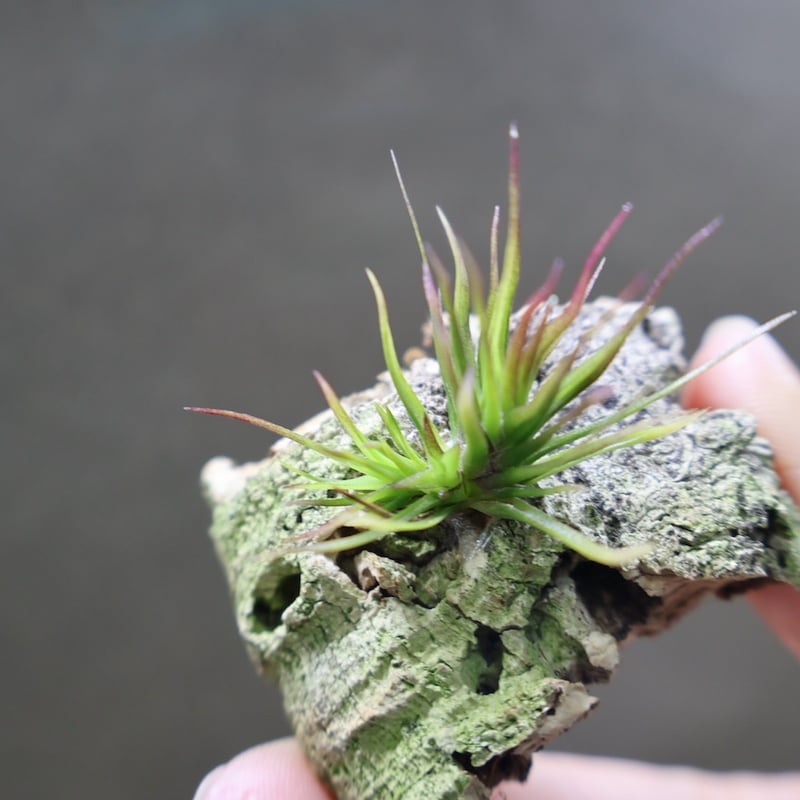【みぃこどん】Tillandsia 4点セット イッツィービッツィー 39号 | air-plants TENGU-DO