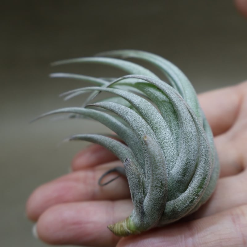 【みぃこどん】Tillandsia 4点セット チランジア トメキー Tillandsia tomekii 今日ドリームガーデン