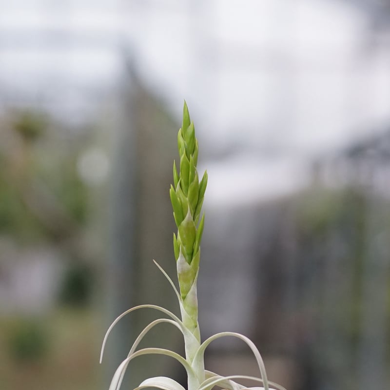 スタッフ特選】キセログラフィカ 花芽付き B号 | air-plants TENGU-DO