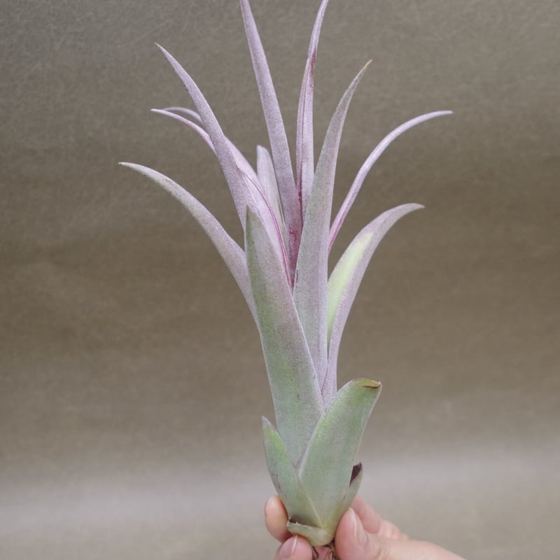 カピタータ×ストレプトフィラ Sサイズ 20号 | air-plants TENGU-DO