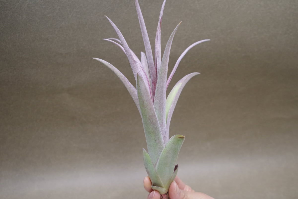 カピタータ×ストレプトフィラ Sサイズ 20号 | air-plants TENGU-DO