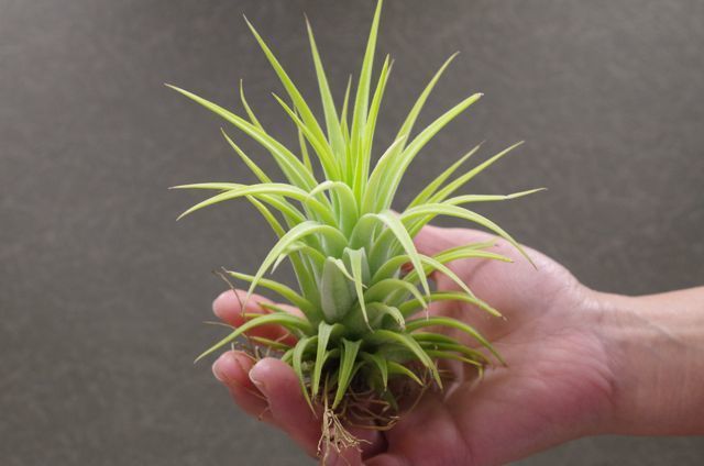 イオナンタマキシマアルビノ 09号 | air-plants TENGU-DO