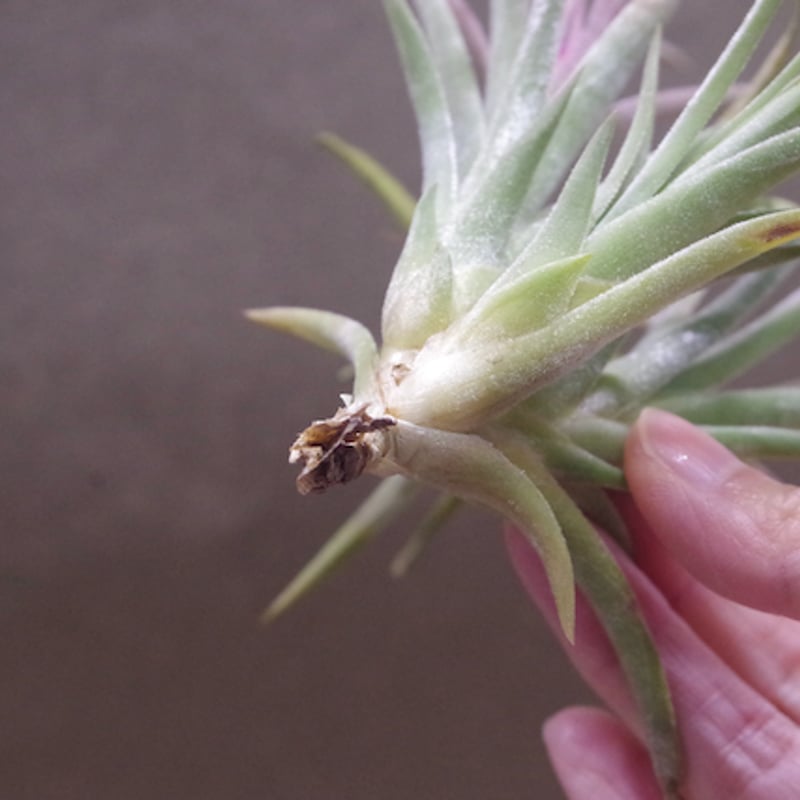 まぁ様確認用】 イオナンタ ストリクタ まぁ様確認用】 イオナンタ