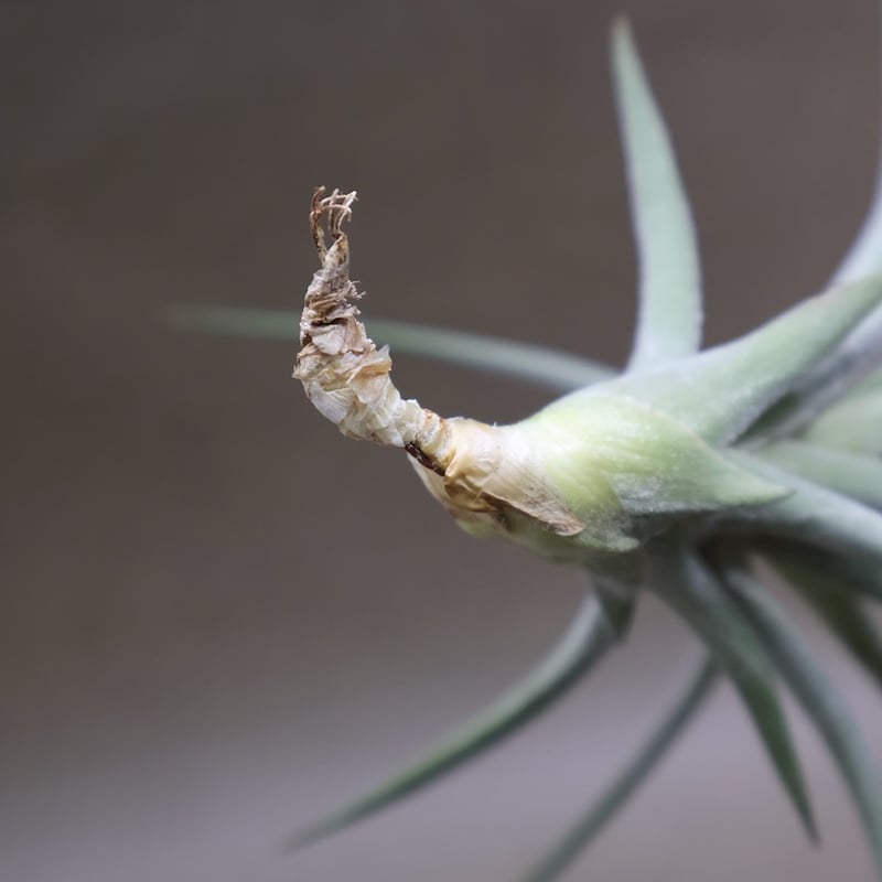 シーディアナ × イオナンタストリクタ 08号 | air-plants TENGU-DO