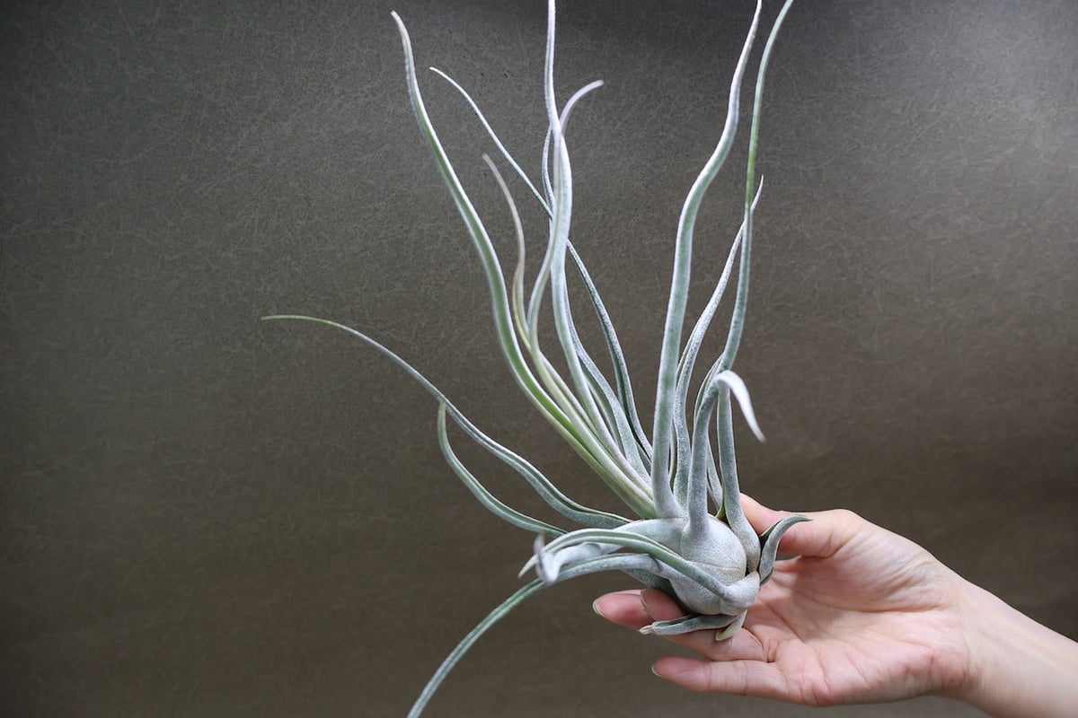 ティー／タイ （エーレルシアナ×ブルボーサ） 33号 | air-plants TENGU-DO