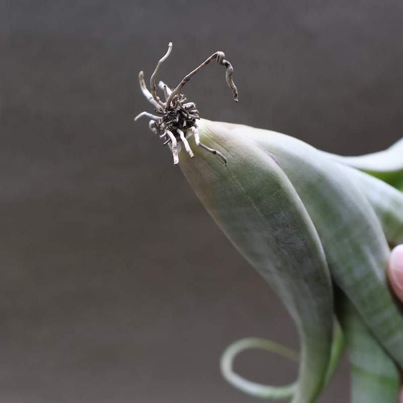 フレクスオーサ 15号 | air-plants TENGU-DO