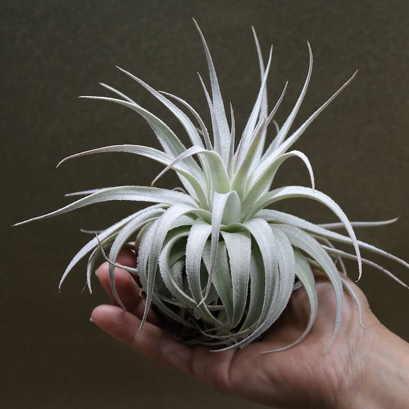 ガルドネリ ルピコラ 02号 | air-plants TENGU-DO