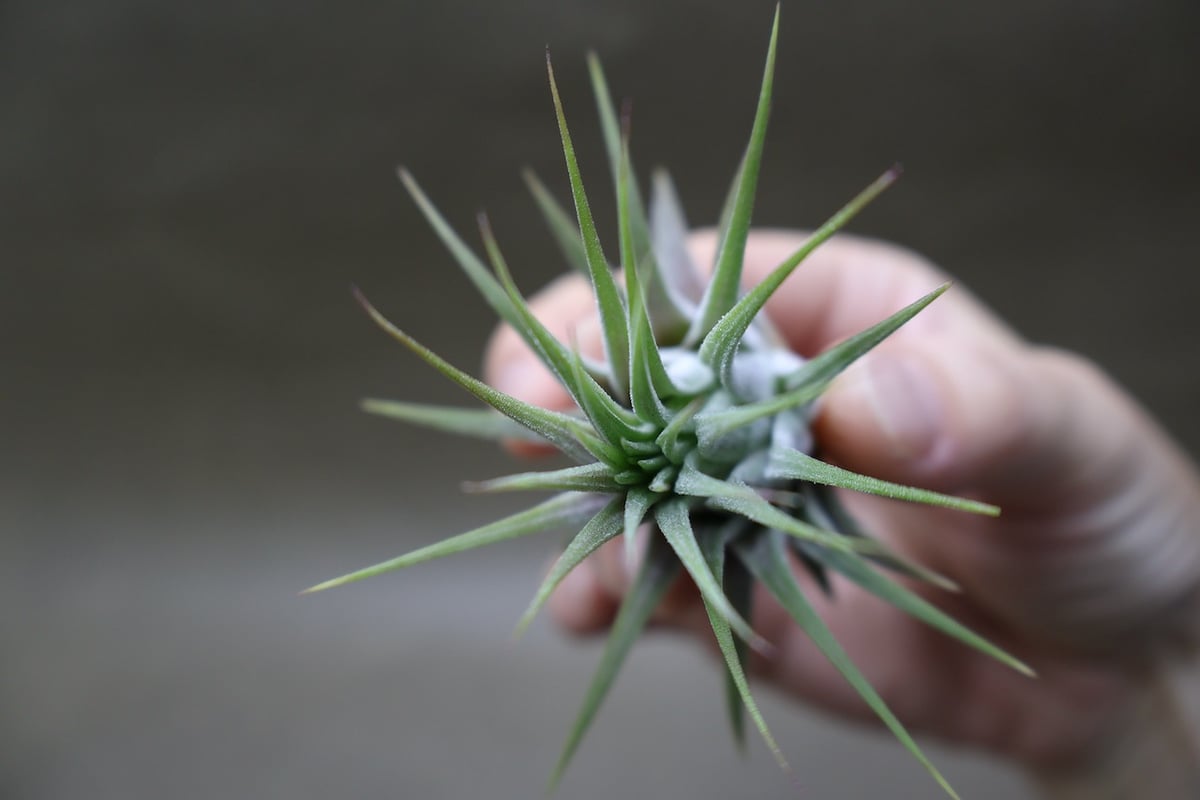 イオナンタ ストリクタ 08号 | air-plants TENGU-DO