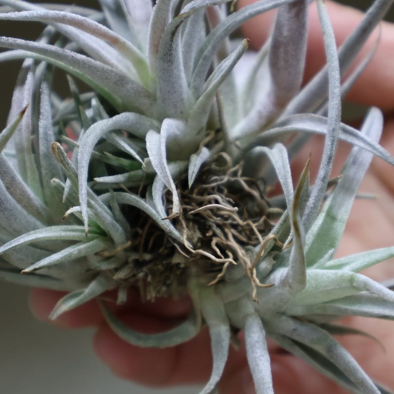 チアペンシス クランプ13号 | air-plants TENGU-DO