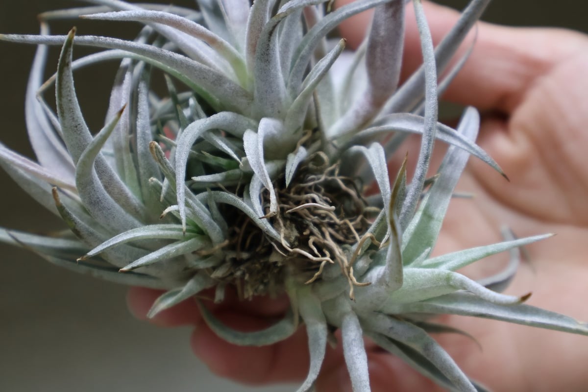 チアペンシス クランプ13号 | air-plants TENGU-DO