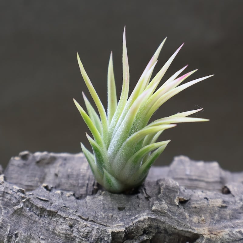 イオナンタ アルボマージナータ 48号 | air-plants TENGU-DO