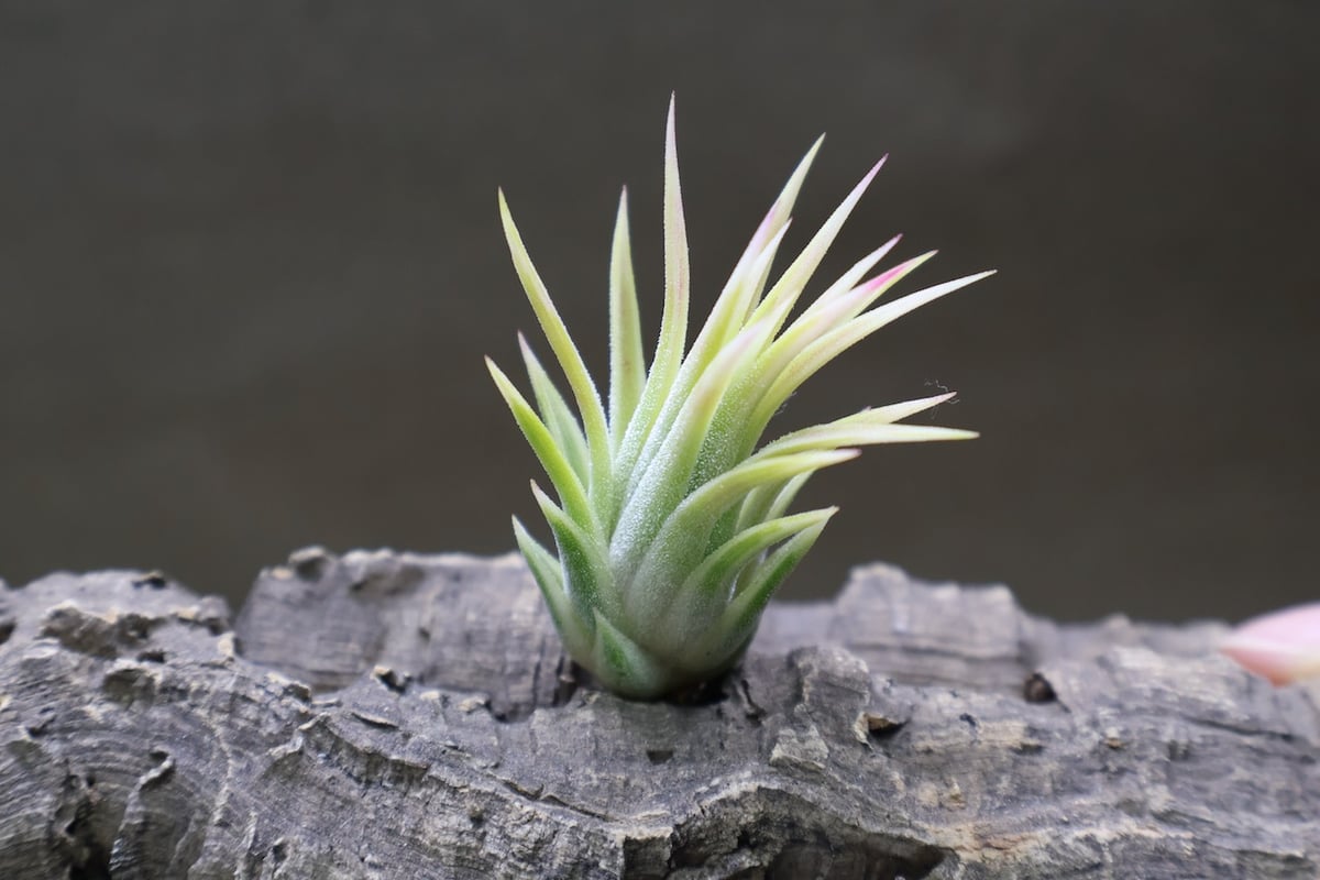 イオナンタ アルボマージナータ 48号 | air-plants TENGU-DO