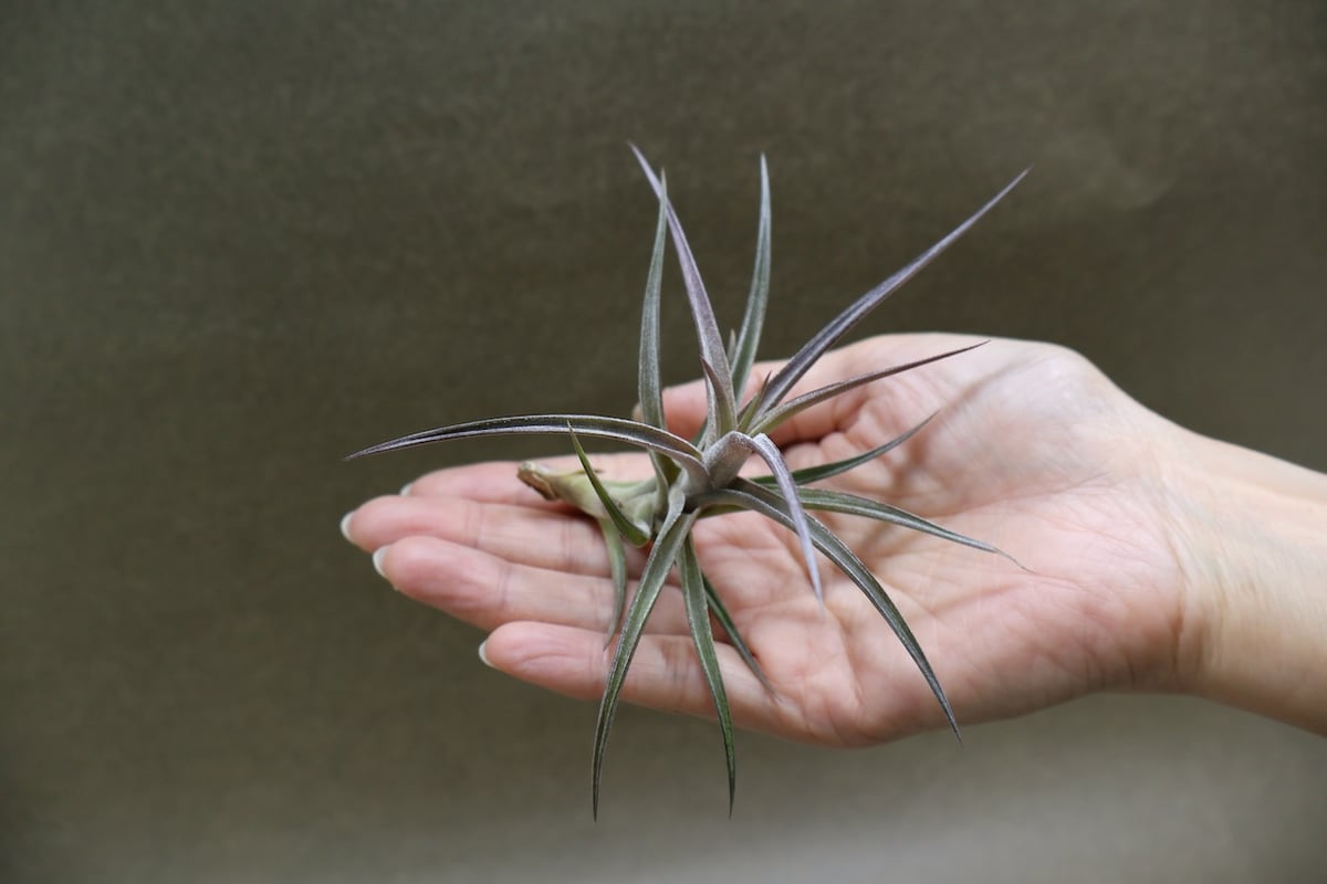 ジョネシー 29号 | air-plants TENGU-DO