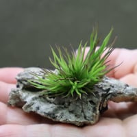 チランジア　イッツィービッツィー 謎多き小型種【ショータイム イッツィービッツィー】Tillandsia