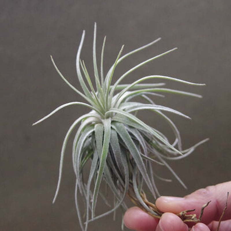 モーリアナ 20号 | air-plants TENGU-DO