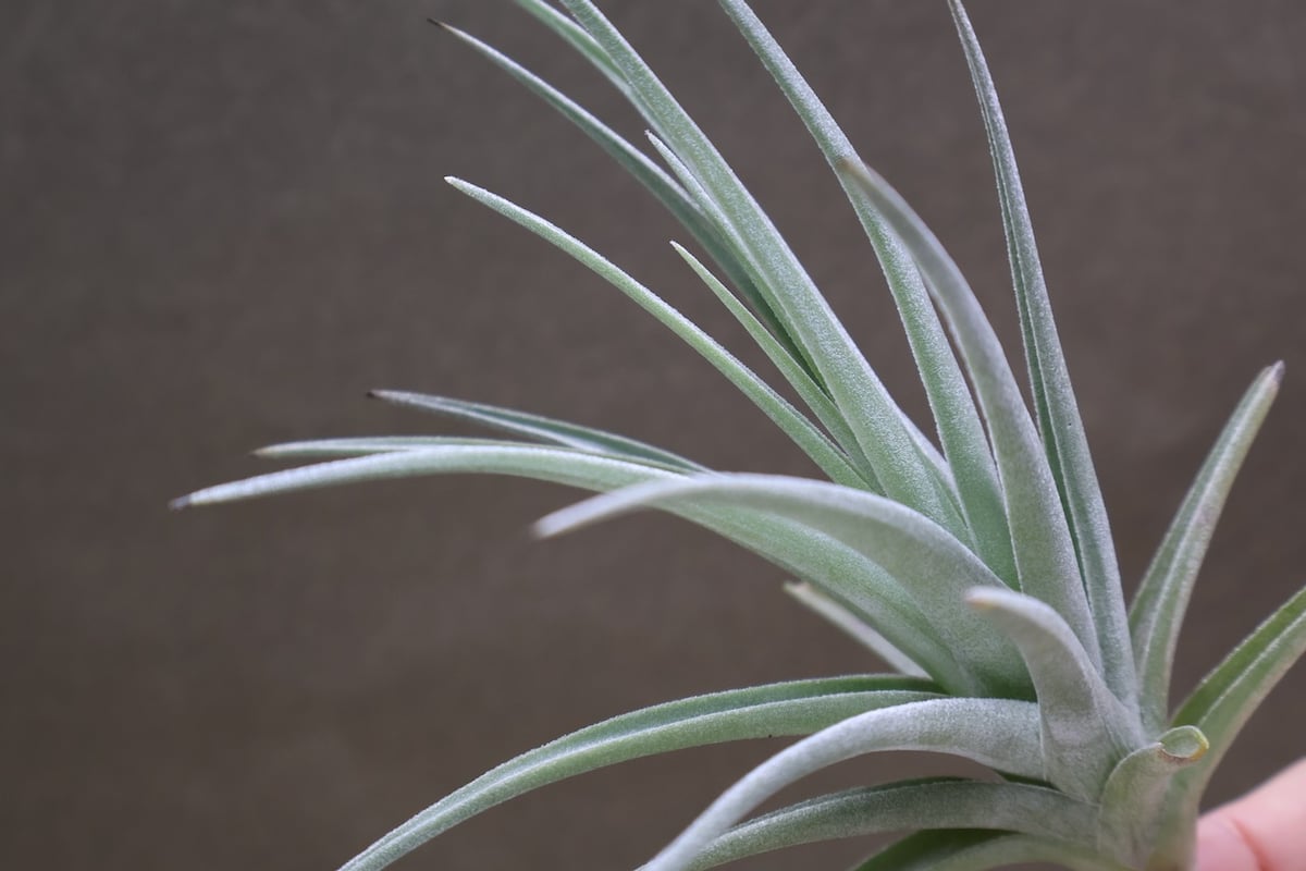 ベルメホエンシス 15号 | air-plants TENGU-DO