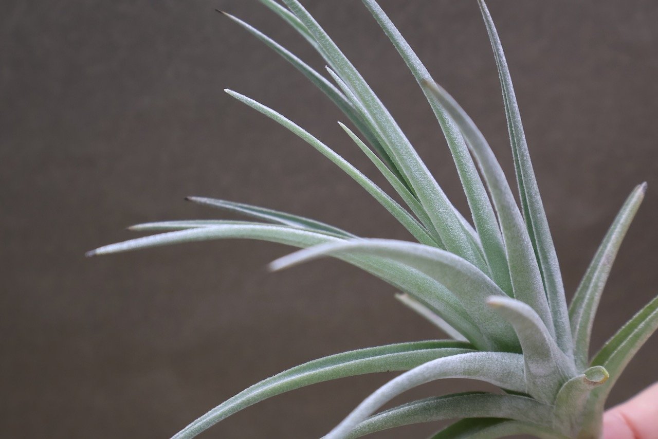 ベルメホエンシス 15号 | air-plants TENGU-DO