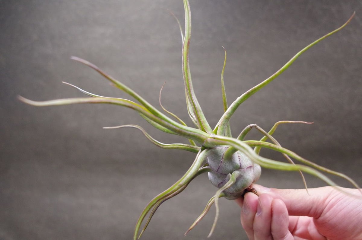 チランジア　ザ パーフェクトブレンド チランジア ／ ザ・パーフェクトブレンド (T.'The Perfect Blend