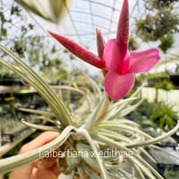 ブラキカウロス × キセログラフィカ XL 13号 | air-plants TENGU-DO