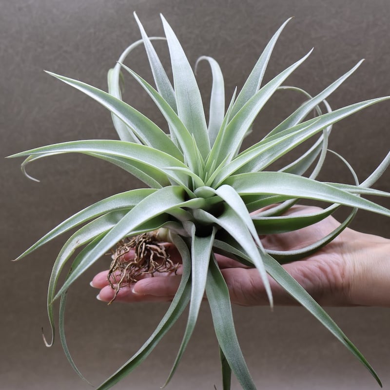 カピタータ シルバーローズ 44号 | air-plants TENGU-DO