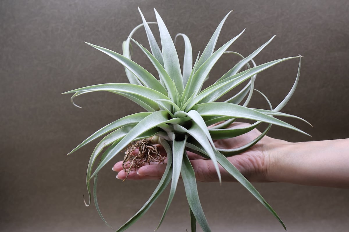 カピタータ シルバーローズ 44号 | air-plants TENGU-DO