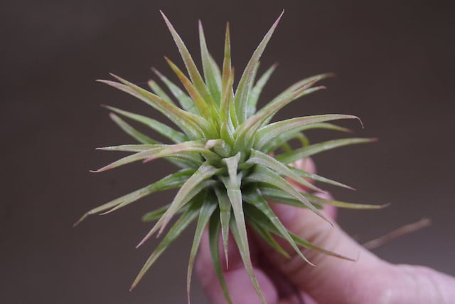 チランジア　イオナンタ　メキシカンゼブラ　① Tillandsia ionantha 'Mexican Zebra' チランジア・イオナンタ