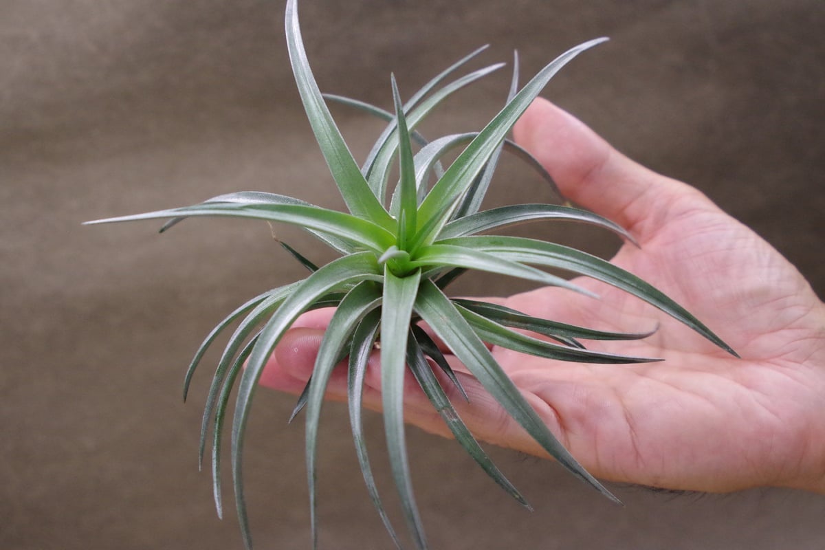 Tillandsia InterestingとChameleonのセット カメレオン（ ネグレクタ × イキシオイデス）02号 | air-plants
