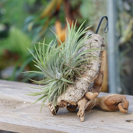 CATEGORY 品種名：I/J/K/L | air-plants TENGU-DO