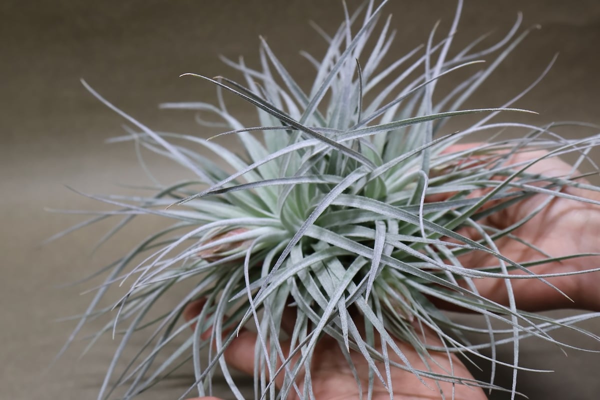 コットンキャンディ クランプ 花芽付き株 30号 | air-plants TENGU-DO