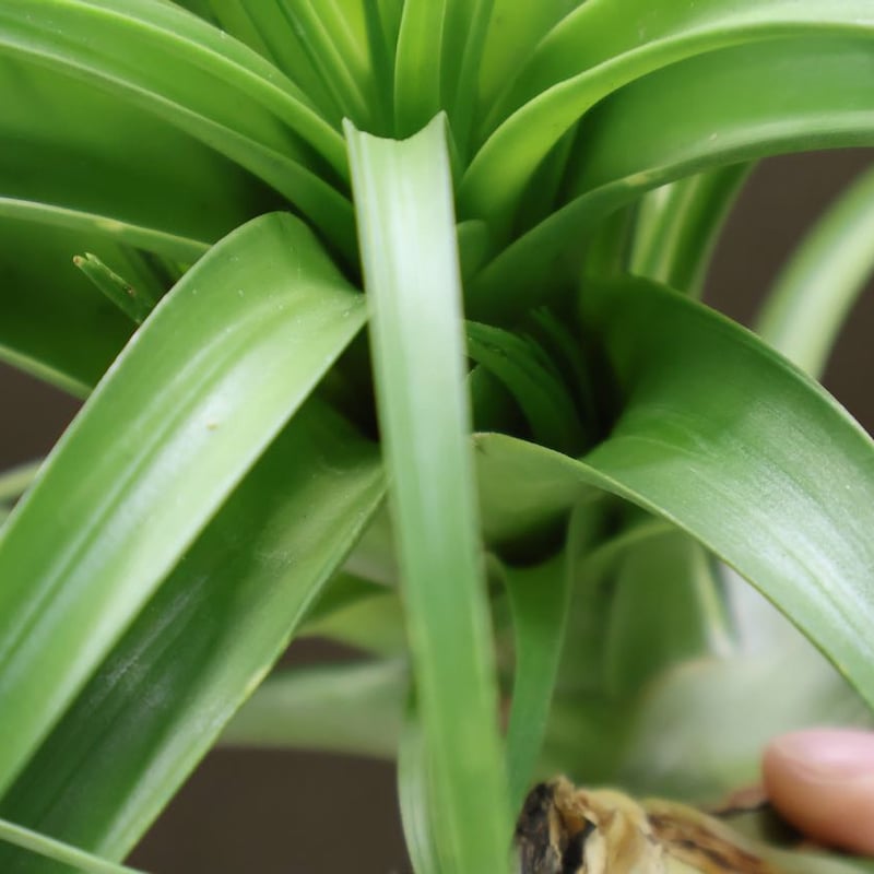 ロシー 04号 | air-plants TENGU-DO