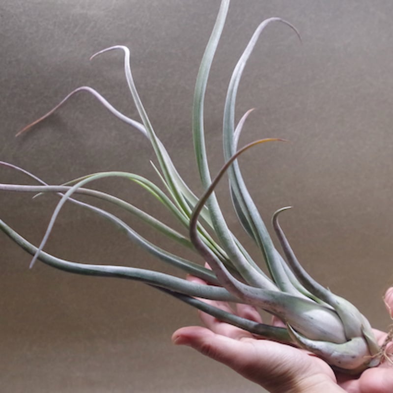 ゴルゴン 02号 | air-plants TENGU-DO