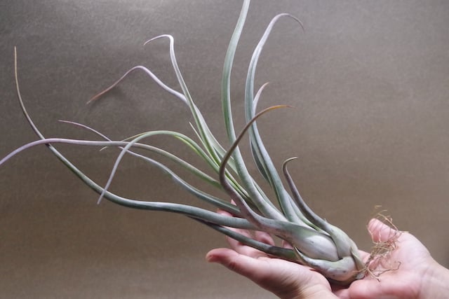 ゴルゴン 02号 | air-plants TENGU-DO