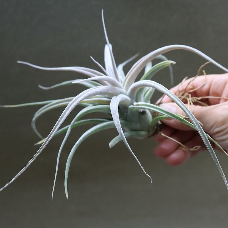 チアペンシス × エーレルシアナ 02号 | air-plants TENGU-DO