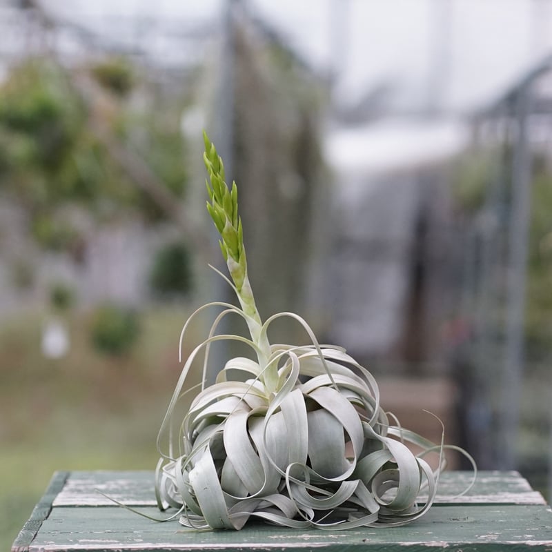 スタッフ特選】キセログラフィカ 花芽付き B号 | air-plants TENGU-DO